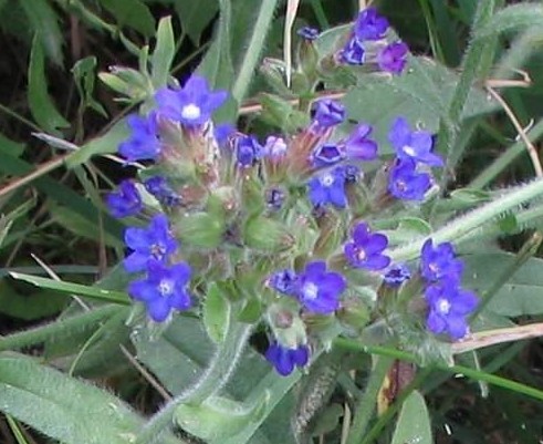 Anchusa officinalis seed Alkanet 